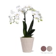 thumbnail image 5 of Just Add Ice Live Plant 10-12" Tall Petite White Orchid Live Plant in 3" Decorative Clay Pot, 5 of 7