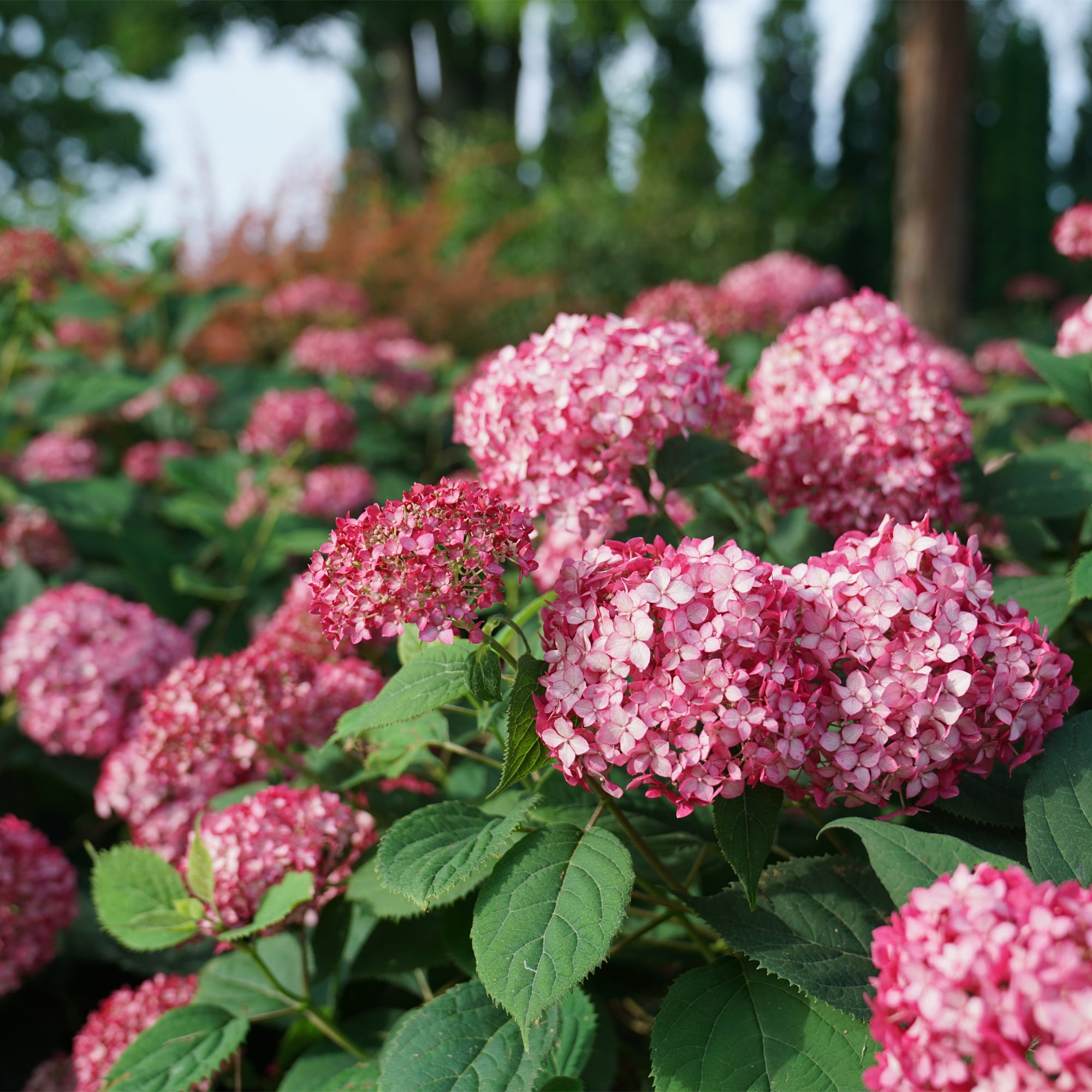 Proven Winners ColorChoice Invincibelle Ruby Hydrangea Live Shrub (2 Gallon)