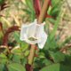 thumbnail image 5 of 300 pinzas para injertar plantas y hortalizas, pinzas para enrejado de jardín, pinzas fijas para flores, pinzas fijas para jardinería, mini orquídeas blancas, 5 of 6