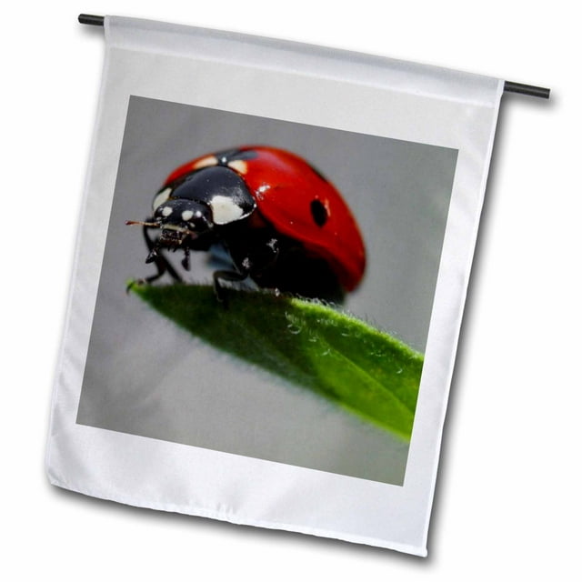 3dRose The Ladybug - ladybug, macro, beetle, bug, insect, lady cow, lady fly - Garden Flag, 12 by 18-inch