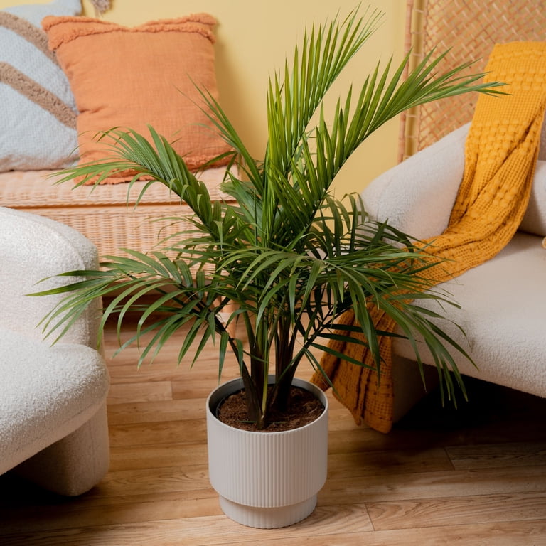 tall indoor planter 63