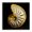Nautilus Shell Coastal Gold, variant on Stupell Industries Coastal Black Framed Giclee Art, 12 x 12, by Caroline Kelly