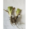 Bearded Iris Bulbs Iris Bulbs For Fall Planting Iris Plants Bulbs Iris