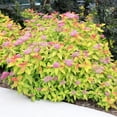 thumbnail image 3 of Proven Winners ColorChoice Double Play Candy Corn Spirea Live Shrub (2 Gallon), 3 of 9