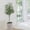 6ft, variant on Studyset Faux Olive Tree, Fake Olive Tree with Pot, Indoor Tall Artificial Plants for Living Room Home Office Store Indoor Outdoor Decor, Housewarming Gift Idea