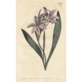 thumbnail image 2 of Sweet Scented Babiana With Pale Lilac Flowersa Poster Print By ® Florilegius Mary Evans (18 X 24), 2 of 4