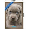 thumbnail image 3 of Keith Kimberlin - Puppy - Blue Eyes Wall Poster, 14.725" x 22.375", Framed, 3 of 3