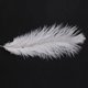 thumbnail image 5 of 80 Piezas Avestruz Natural Pluma 20-25cm Boda DIY, 5 of 5