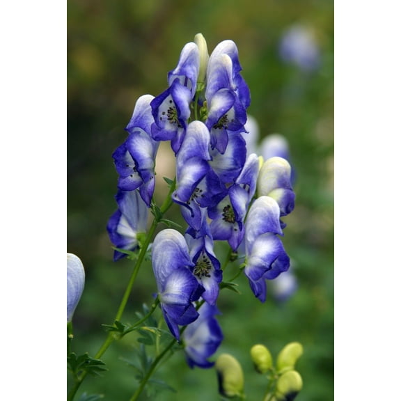 Bicolor English Monkshood - Aconitum - Shade - AGM Winner - Quart Pot