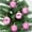 Pinks, variant on Christmas Ball Ornaments Sets - 24pcs Small Shatterproof Plastic Balls for Christmas Tree Decorations Hanging Ornaments