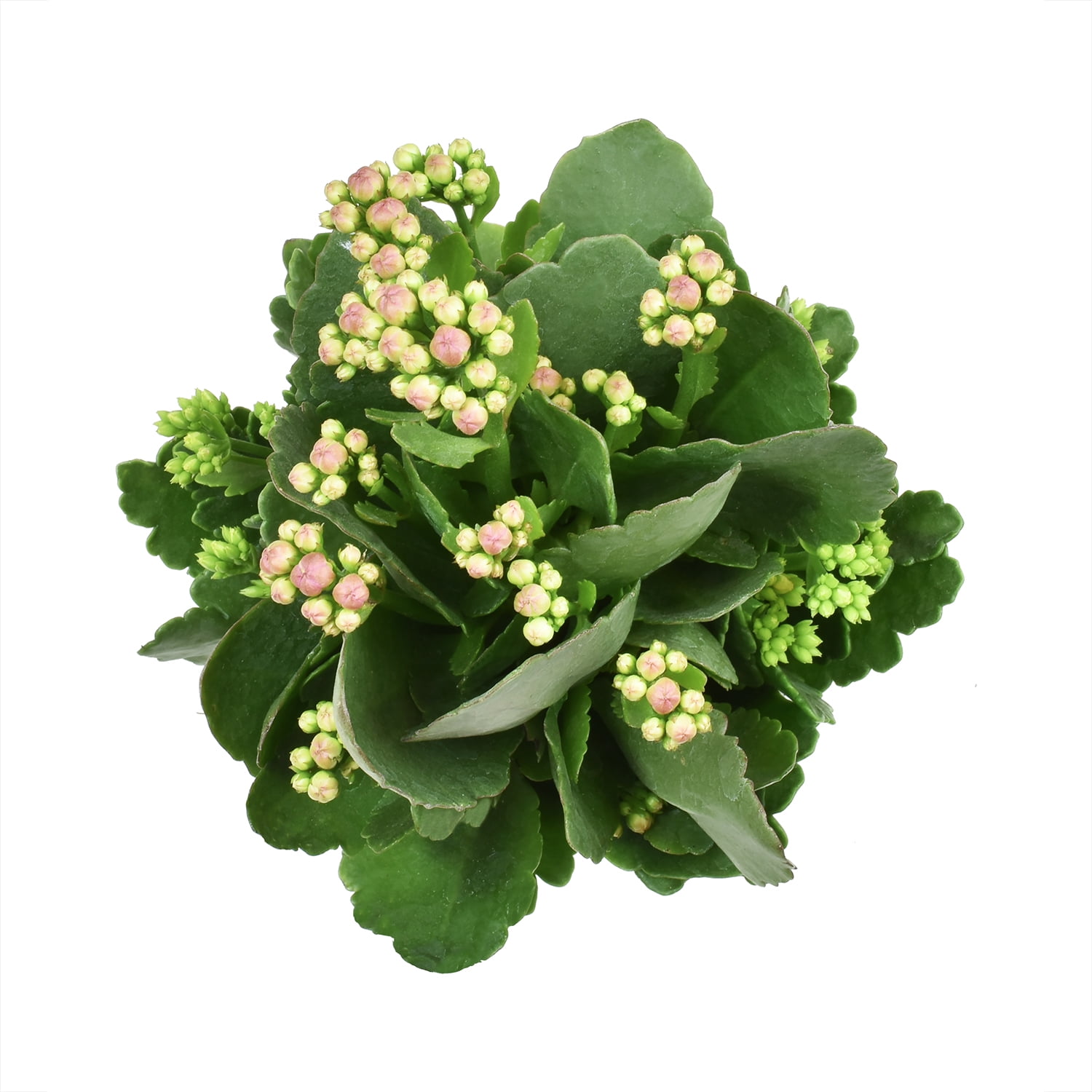 Altman Plants 3.5" Assorted Kalanchoe in White Ceramic Pot