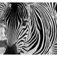 thumbnail image 2 of Zebra Wall Mural by Wallmonkeys Peel and Stick Graphic (36 in W x 33 in H) WM15402, 2 of 4