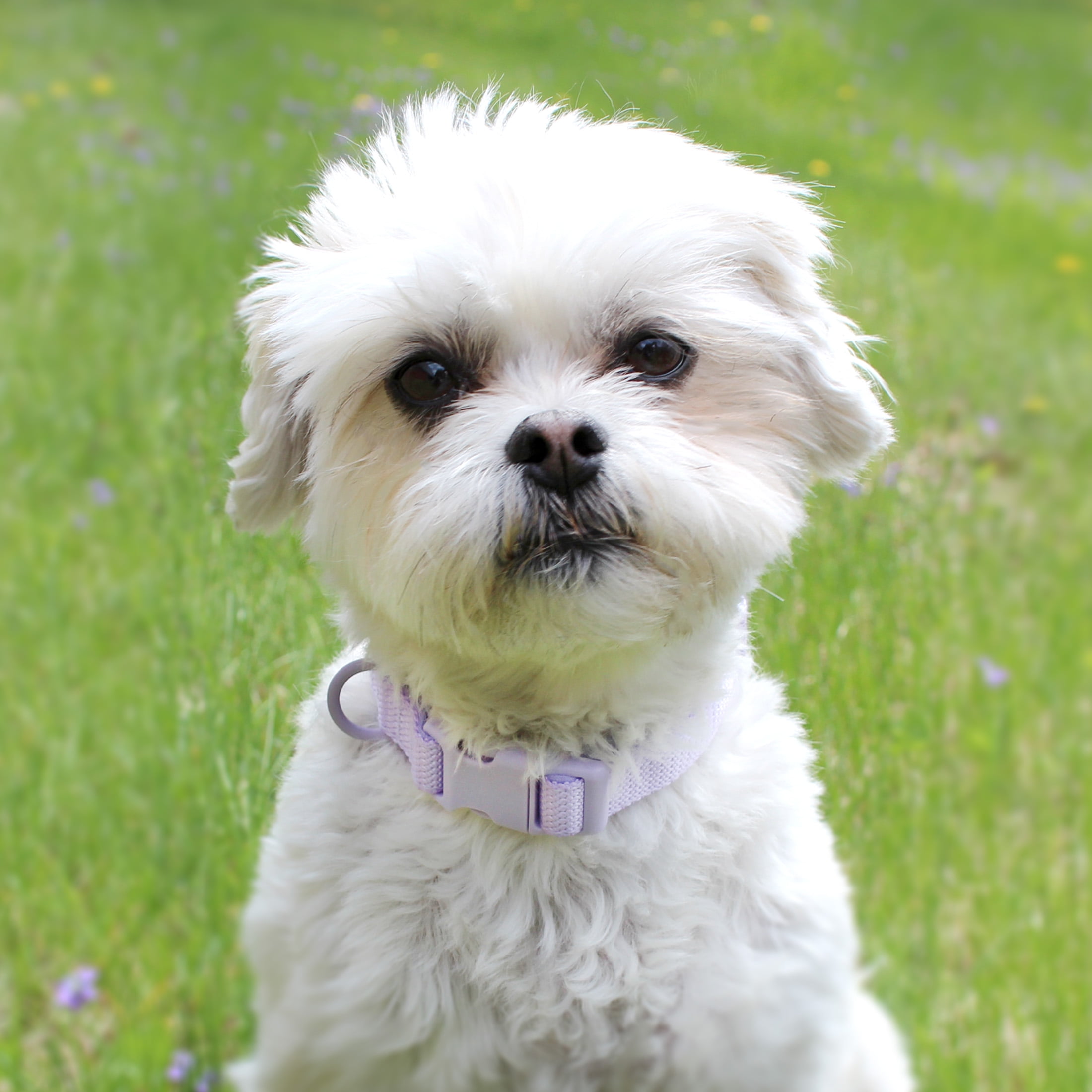 Vibrant Life Neoprene Cushioned Adjustable Dog Collar and 6ft Leash, Lavender, Small