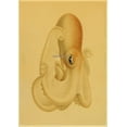 thumbnail image 1 of Carteles de pulpo abstracto Retro Vintage Kraft, animales marinos, carteles modulares e impresiones, imágenes artísticas de pared, sala de estar y hogar, 1 of 4