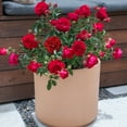 thumbnail image 4 of True Bloom by Altman Plants 'True Love' PP28929 Red Rose Bush, 6qt. Pot, Live Garden Roses, Full Sun, 4 of 13