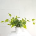 thumbnail image 4 of Naiovety Plantas artificiales verdes elegantes para darle un toque de sofisticación a cualquier entorno Plantas artificiales de interior Decoración, 4 of 6