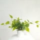 thumbnail image 3 of Wosthever Planta Artificial Verde De Bajo Mantenimiento Y Fácil De Cuidar Para Espacios Interiores Y Exteriores Elegante Decoración, 3 of 6