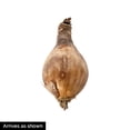 thumbnail image 3 of Breck's Red Flowering Red Spider Lily Dormant Flower Bulbs, Set of 5 bulbs, 3 of 3