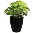 thumbnail image 1 of Maceta Redonda Elly Decor Negra De 12 Pulgadas Con Drenaje Para Interior Y Exterior 30.5 x 30.5 x 30.5 cm Elly Decor ED-MRP01BK, 1 of 5