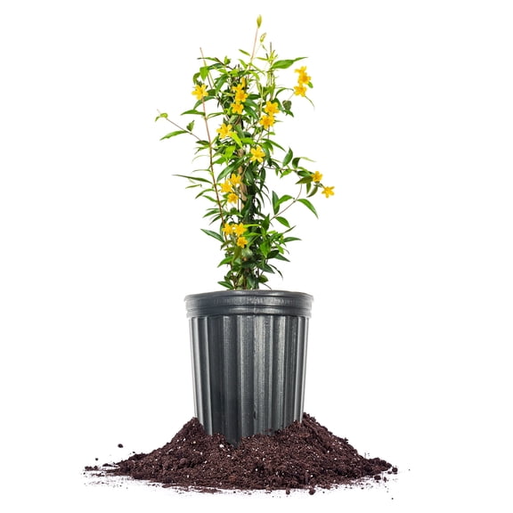 Yellow Carolina Jessamine in 1 Gal. Grower's Pot - Beautiful Yellow Blooms
