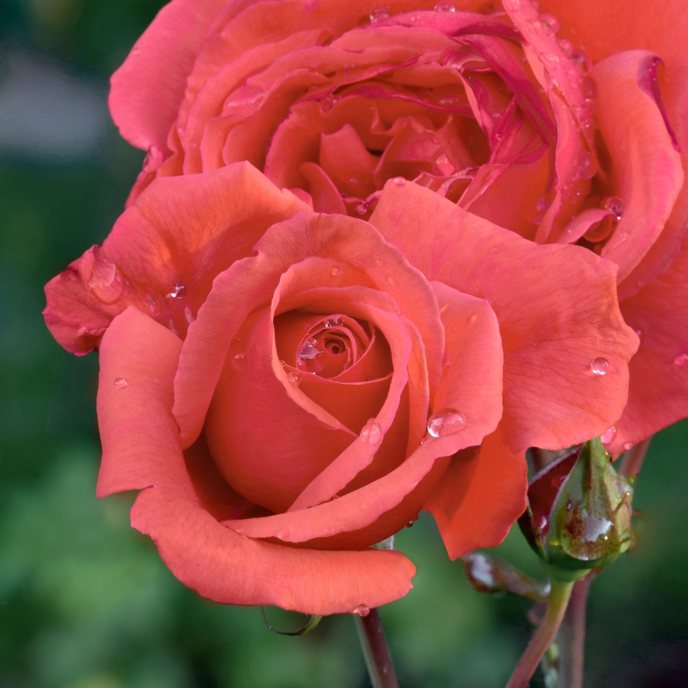 National Plant Network Bare Root Fragrant Cloud Rose