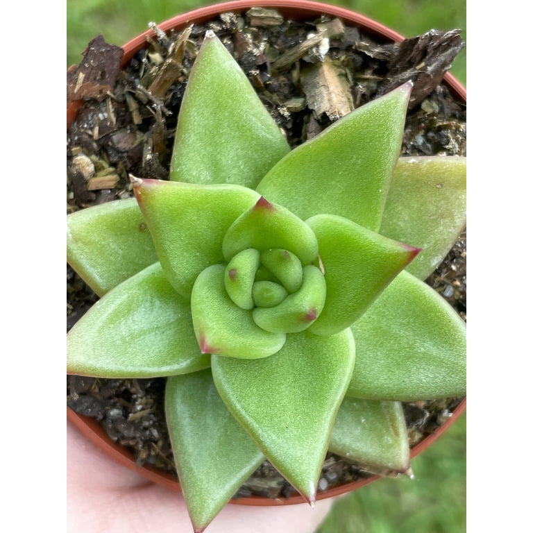 Echeveria agavoides, Molded-Wax Agave, in 3 inch Pot, Super Filled -  Walmart.com