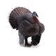 thumbnail image 4 of Gwong Juguete Simulación Turquía Animal PVC Estatuilla Modelo Juguete DIY Fairy Garden Decoración Gwong 30003490, 4 of 6