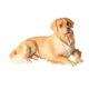 thumbnail image 5 of Figurita de perro realista para niños, juguete cognitivo, modelo de decoración, ornamento, mano de obra fina, Mini escultura de perro, modelo de perro perro perdiguero de oro, 5 of 8