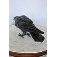 thumbnail image 6 of Raven Looking for Food Elegant Bronze Statue – Intricate Design, Stunning Home Décor Piece for Indoor or Outdoor Display, Perfect for Art Collectors & Bird Lovers, 24"L x 6"W x 12"H, 6 of 11