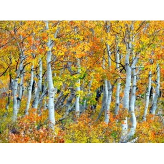Outdoor Living and Style Yellow and White Trunks of Aspen Trees Outdoor Canvas Rectangular Wall Art