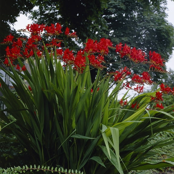 Van Zyverden Crocosmia Giant Lucifer Set of 12 Mammoth Bulbs Red Partial Sun Easy to Grow 1 lb