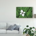 thumbnail image 3 of Trademark Fine Art 'Bunchberry and Ferns I color' Canvas Art by Alan Majchrowicz, 3 of 4