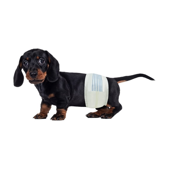 Pañales para perros BV para hombre, pequeños (cintura de 30 a 48 cm), superabsorbentes 50