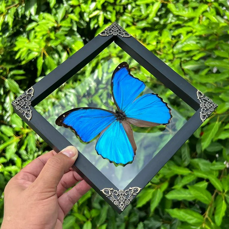 Big Real Framed Blue Butterfly - Hanger on Back