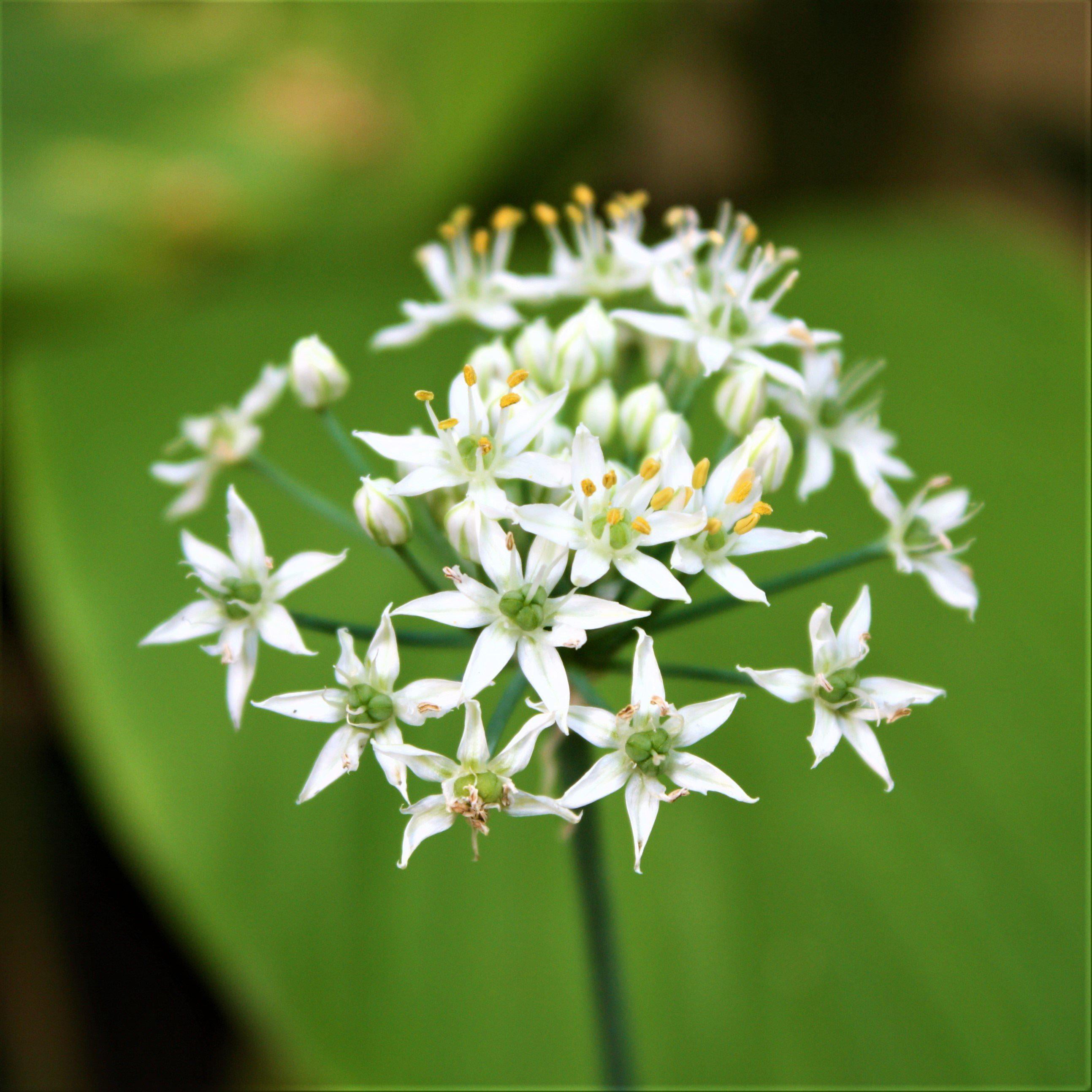 Allium Tuberosum Edible Garlic Chives 20 Bulbs White