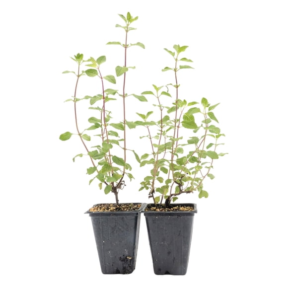 2 Hot Lips Sage in 3.5" Nursery Cubes | Salvia ‘Hot Lips’ | Colorful Perennial Flowering Herb for Gardens, Containers & Pollinator Habitats | Ready-to-Plant Live Starter Plants