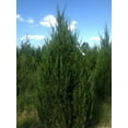 thumbnail image 6 of Keteleeri Juniper - 3 Live Trees - Juniperus Chinensis, 6 of 9