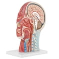 thumbnail image 4 of Modelo De Cabeza Médica, Modelo De Cerebro Médico De Tamaño Real De Alta Resistencia, Plástico De PVC Para Escuelas Para Enseñanza Física Para Hospitales Fugacal Ocean Broad Surfboard Fins, 4 of 8