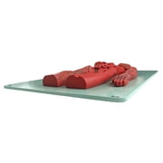 Axis Scientific Human Lymphatic System Model for Adults