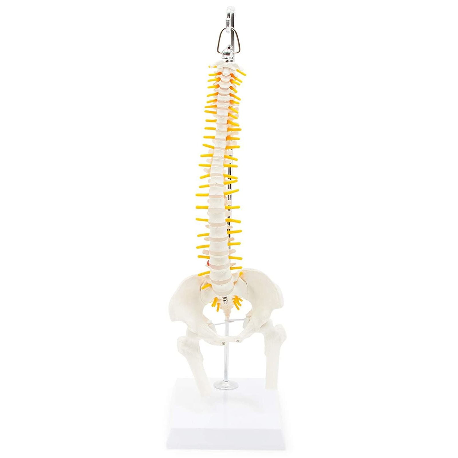 4 Part Lumbar Vertebrae Set Spine Anatomical NEW 