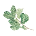 thumbnail image 2 of Pinto, Patricia 14x12 White Modern Wood Framed Museum Art Print Titled - Fiddle Fig Leaf II, 2 of 4