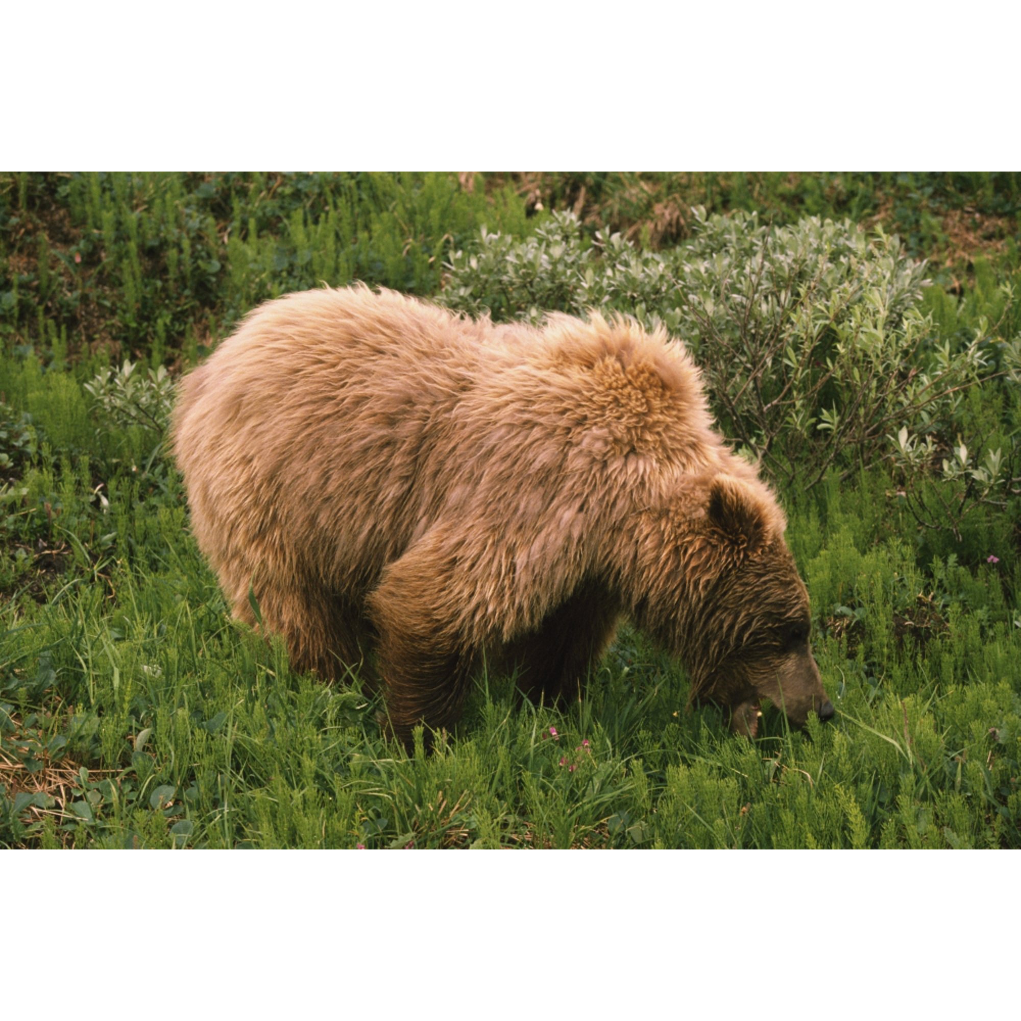 Grizzly Bear Eating Bear Grass Denali National Park Alaska Usa Canvas Art - David Ponton Design Pics (19 x 12)