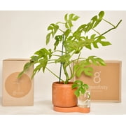 GREENFINITY - Self watering and Cuttings Planter in Terracota
