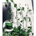 thumbnail image 3 of Set of 70 wall clips for climbing plants - For garden, home, office, 3 of 5