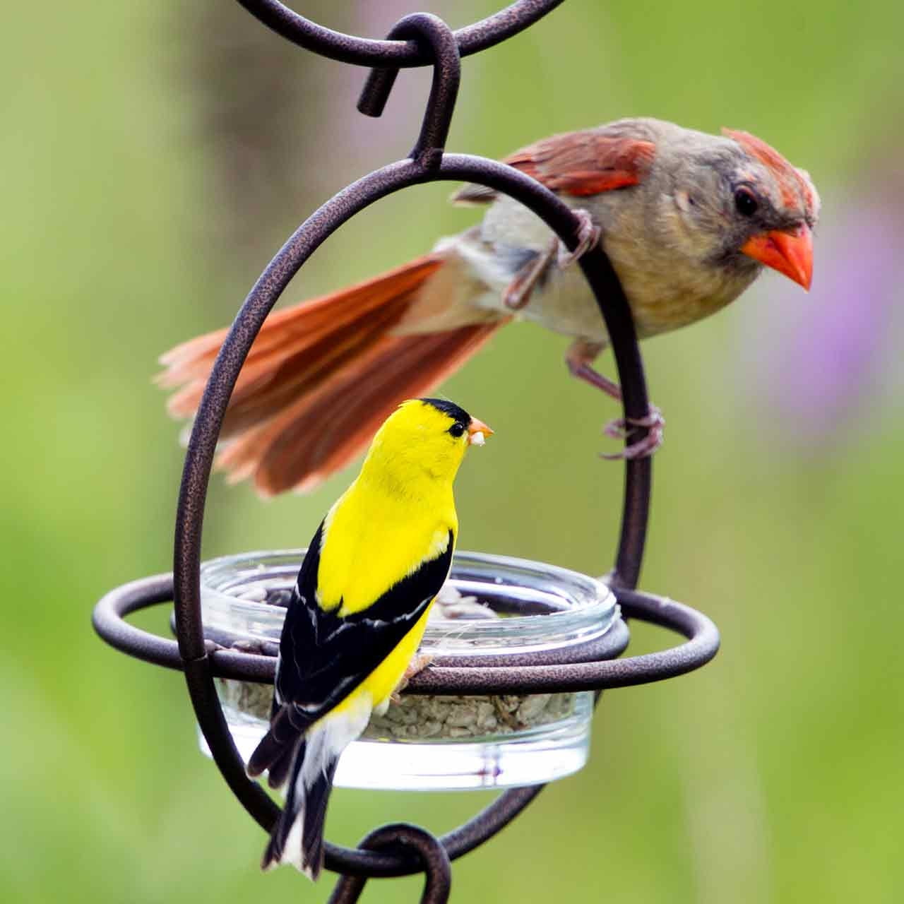 Mosaic Birds Hummble Bold Hanging Bird Feeder for Outdoors, Oriole, Finch Wild Bird Feeders - Red