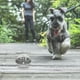 thumbnail image 5 of KAKOWELY 1 juguete para perros con fugas de comida, bola dispensadora de comida., 5 of 5