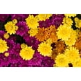 thumbnail image 3 of Expert Gardener Quart Mum, 4-Pack, Red Full Sun Annual Live Plants, 3 of 4