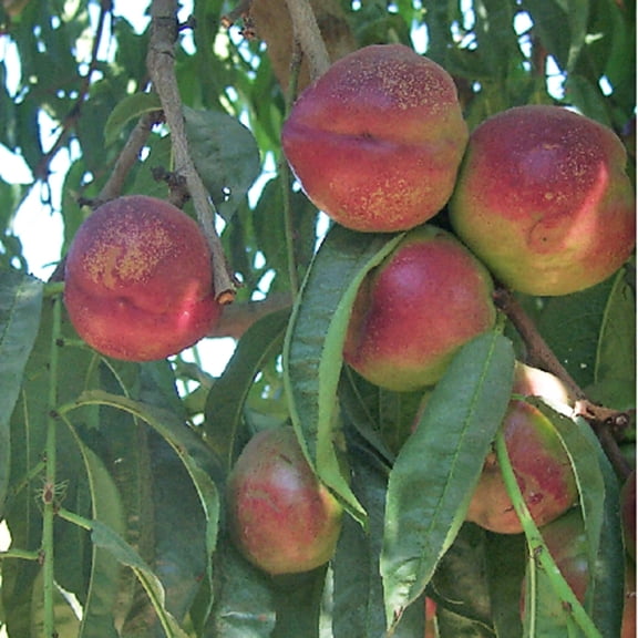 Direct Gardening Yumm Yumm Reachables Nectarine Dormant Bare Root Dwarf Fruiting Starter Tree