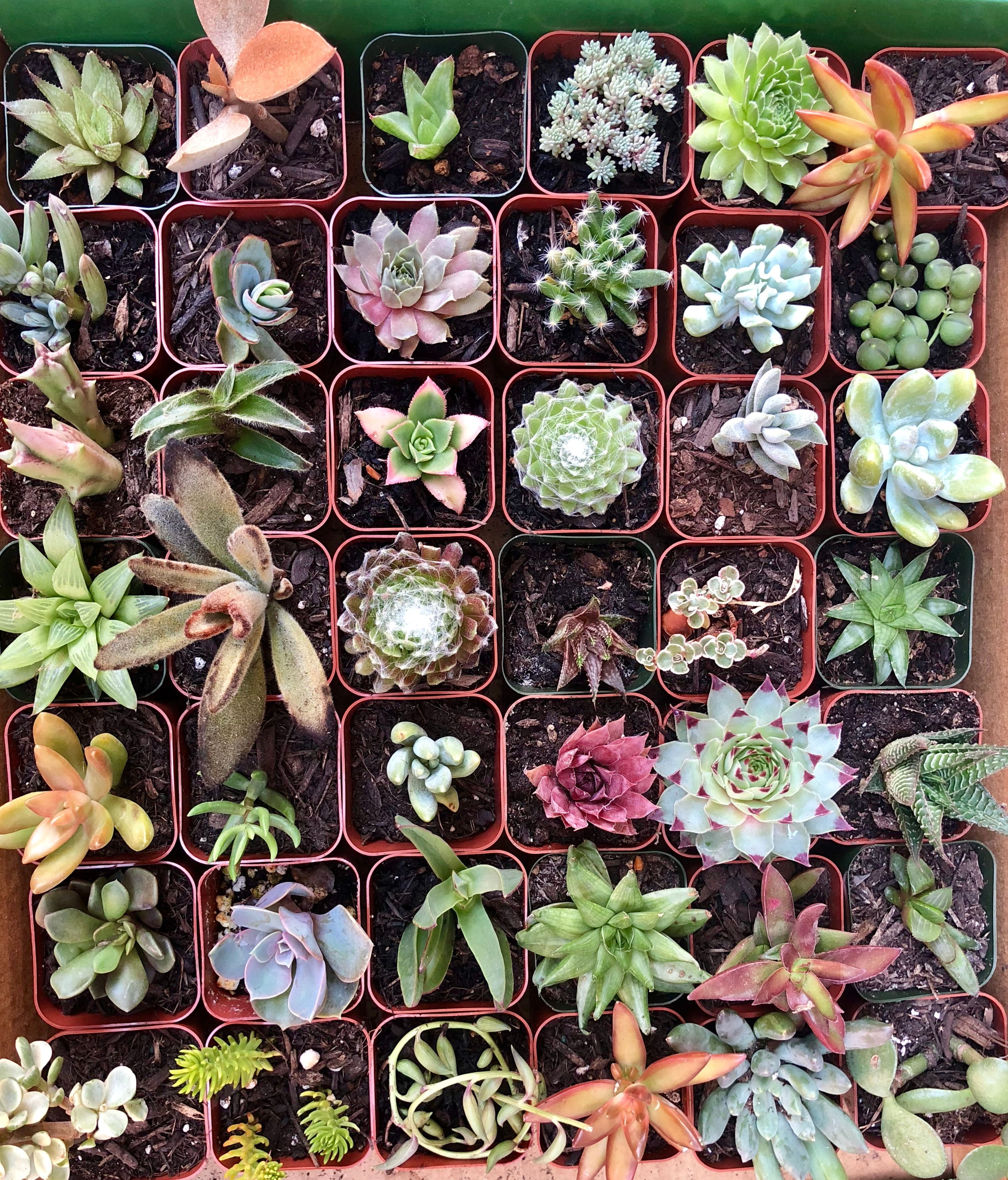 Plant Fully Rooted Succulents Unique Succulent Collection Of 12 2inch