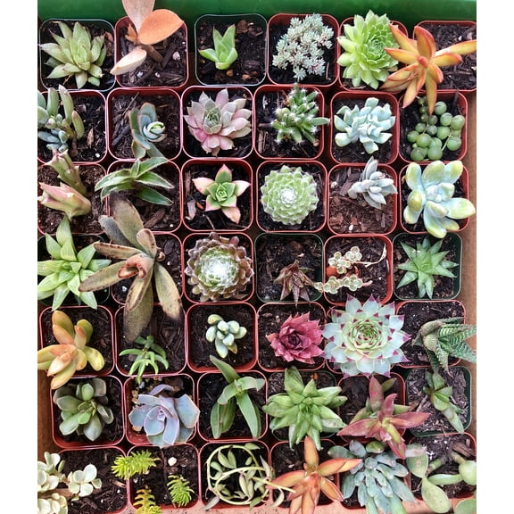 Plant Fully Rooted Succulents Unique Succulent Collection Of 12 2-inch Pots Soil